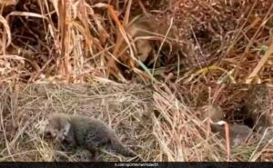 Cheetah Nirwa gives birth to 5 cubs in Kuno National Park in Madhya Pradesh
