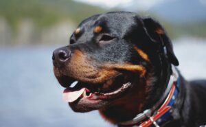 4 -month -old child was attacked by pet Rotwile Dog in Gujarat Ahmedabad, died: police