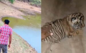 Case filed against man to touch tiger cubs at RanthamBore National Park, Rajasthan