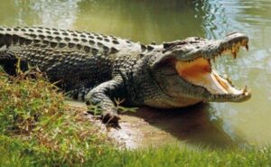 Serial killer doctor Death who fed the victims to crocodiles, who was arrested from Rajasthan: Police