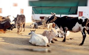 Gau raced on the third floor of Pune Building, rescued, to escape stray dogs