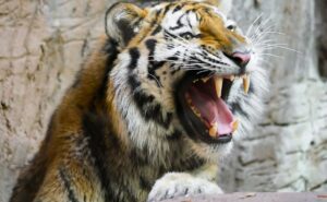Tiger killed 50 -year -old woman in Madhya Pradesh forest