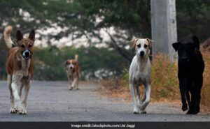 Despite vaccination in Kerala, Rabies dies at the age of 7, third case in month