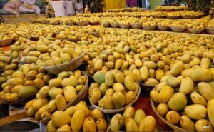 US rejects 15 mango shipments from India, citing documentation errors