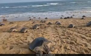 Odisha tagged Olive Ridley Turtle in 51 days to travel 1,000 km on Andhra coast