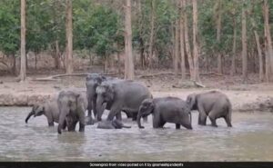 Z+ security? Elephant family makes protective cycle around the calf