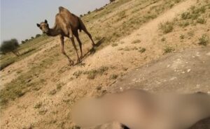 Baby Camel falls into the tank in search of water, dies. Helpless mother clock