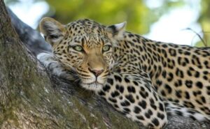 Leopard kills a woman sleeping on the open roof of her house