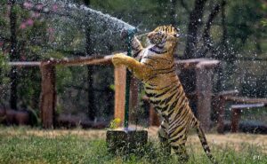 Ice Cream for Sattu, animals get special behavior to defeat heat in Rajasthan Park
