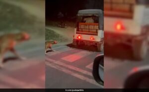 Man arrested for pulling an auto tied dog in Greater Noida: Police